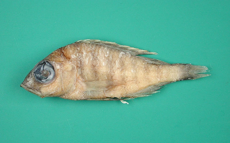 Placidochromis hennydaviesae 'Monkey Bay'